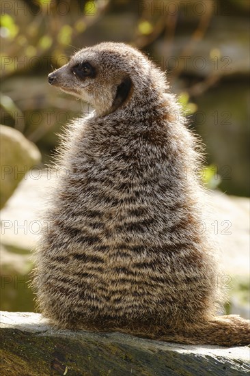 Meerkat