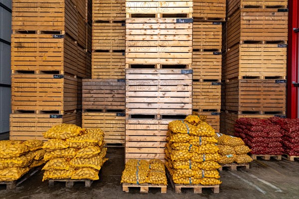 Packed potatoes of different varieties lie in a warehouse in Uetze