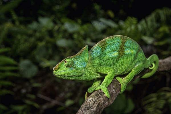 A semi-adult male parson chameleon