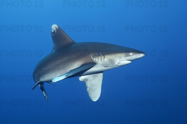 Oceanic whitetip shark