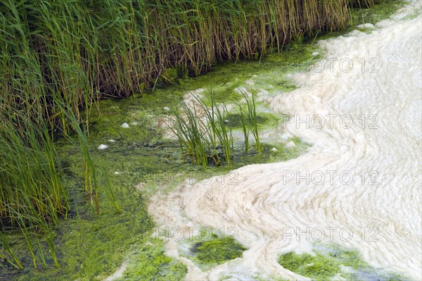 Algae foam