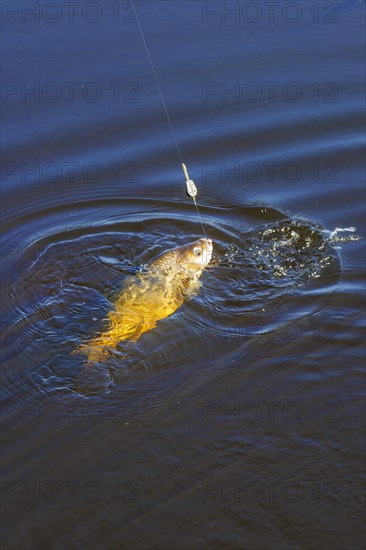 Angler at the Giselau Canal caught a bream