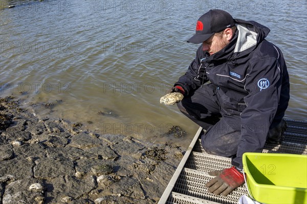 Collecting wild oysters on the North Sea coast in North Friesland