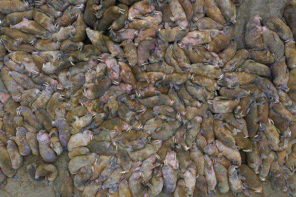 Aerial view over herd of walruses