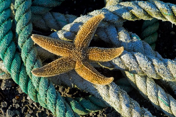 Common starfish