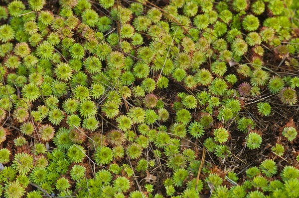 Horny Stonecrop