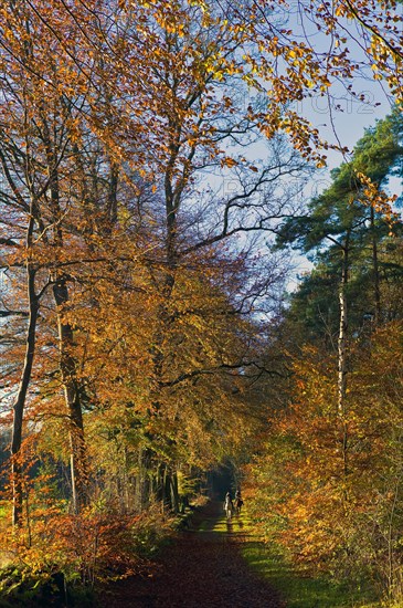 Forest path