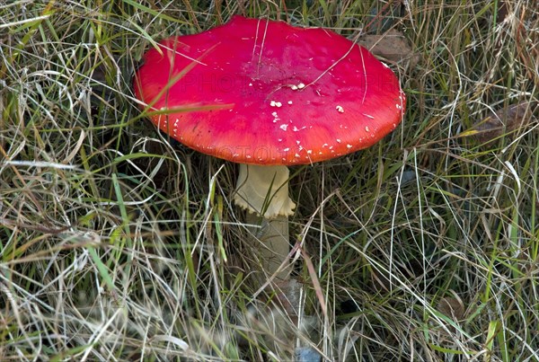 Fly agaric