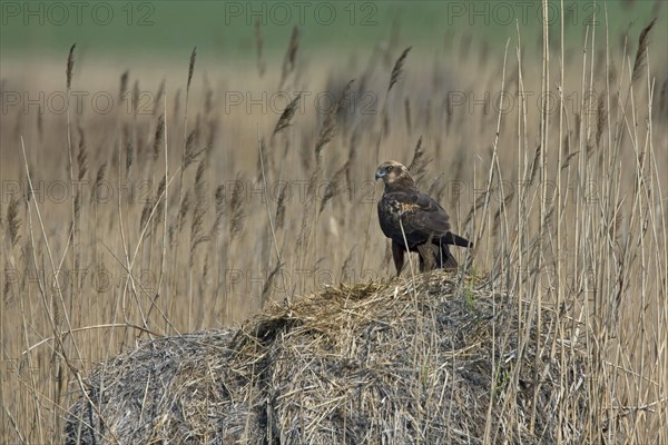 Marsh harrier