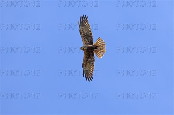 Western marsh harrier