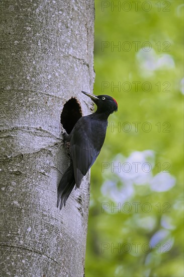 Black woodpecker