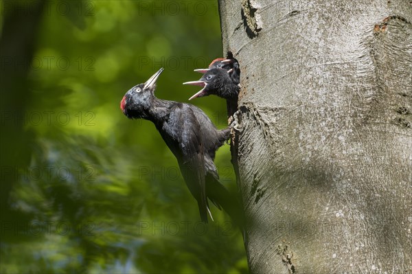 Black woodpecker