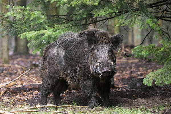 Wild boar