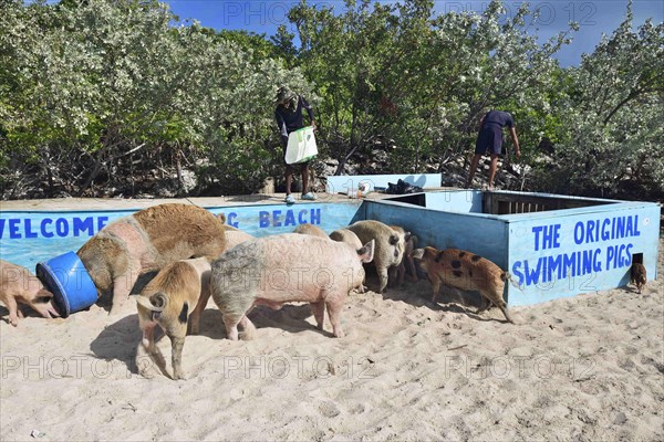 Feeding the swimming pigs at Big Major Cay
