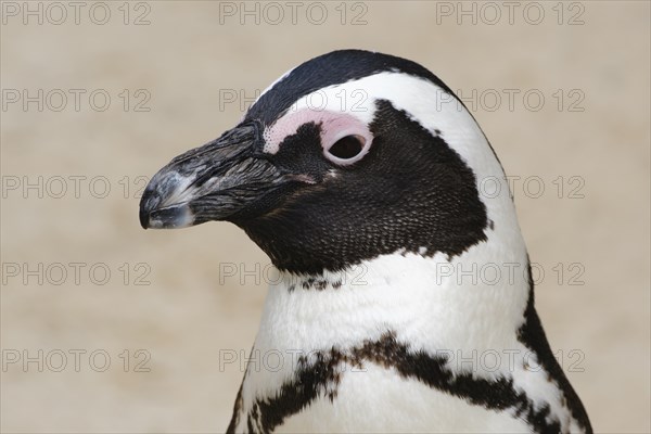 African penguin