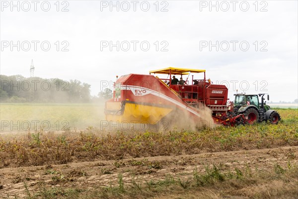 A potato harvester is pulled by a tractor on a field cultivated with potatoes in Uetze