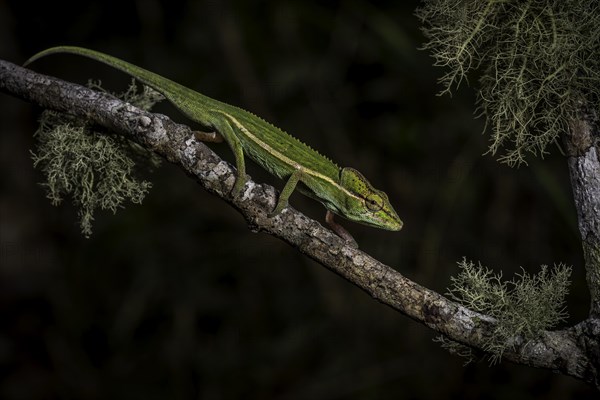 A male chameleon