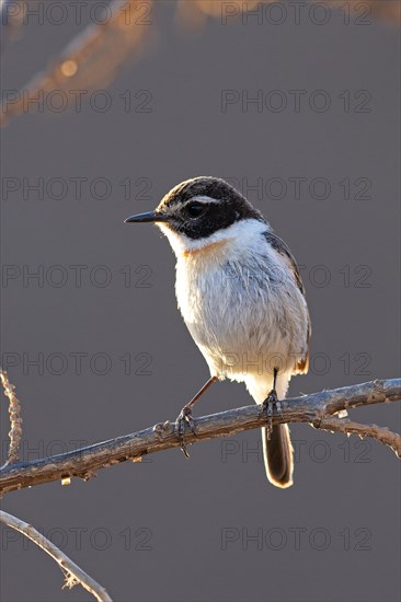 Canary islands stonechat