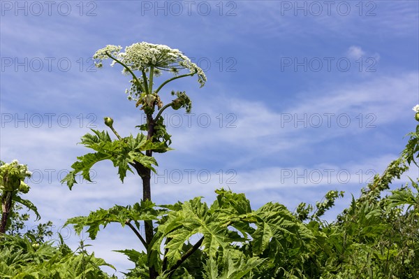 Giant hogweed