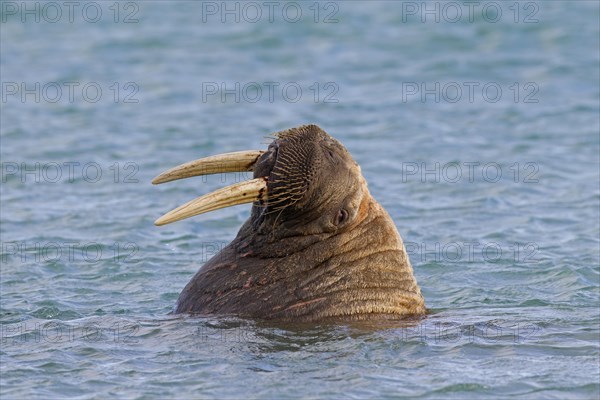 Walrus