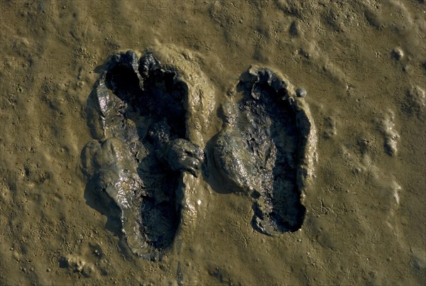 Footprints in the mudflats