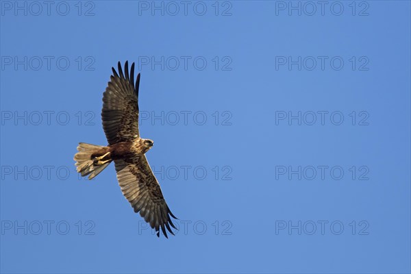 Western marsh harrier