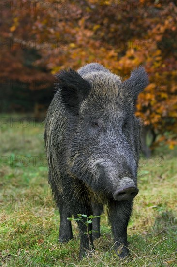 Wild boar