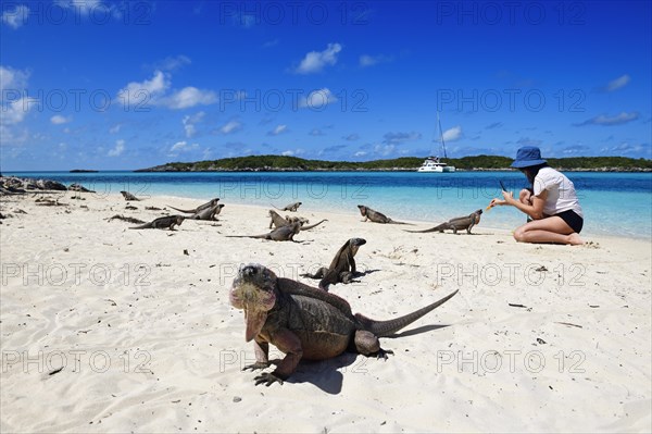 Young woman feeding rock iguanas