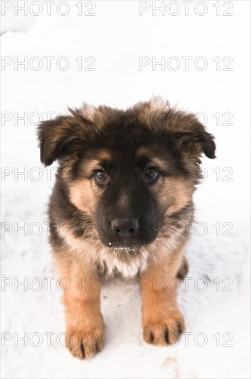 German shepherd