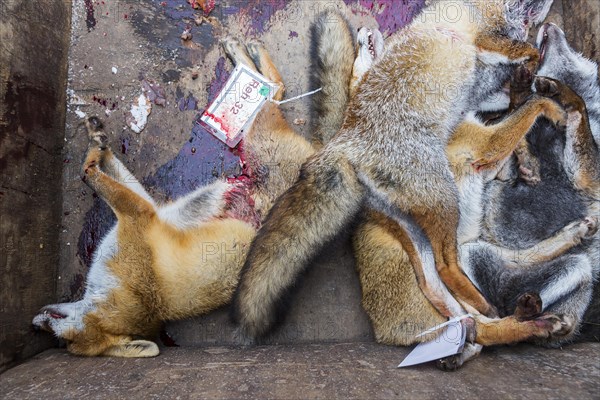 Killed foxes during a driven hunt in Schoenbuch nature park Park