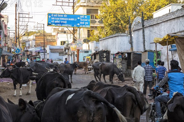 Sacred cows on the street