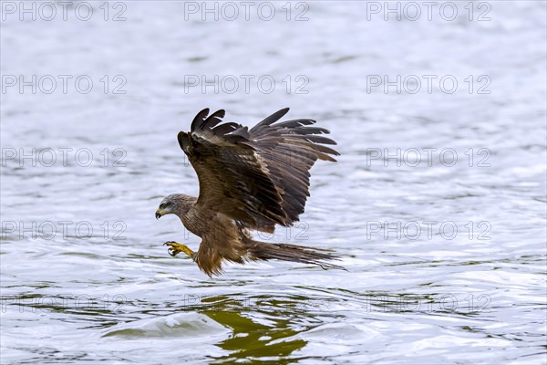 Black kite