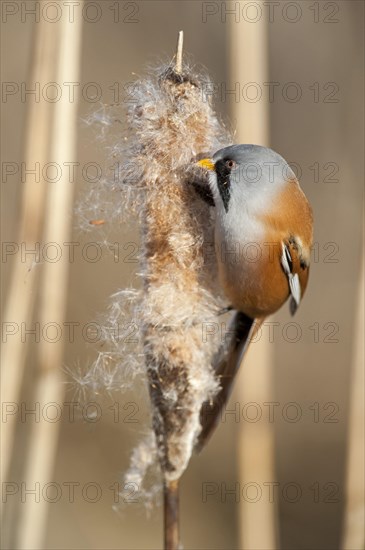 Bearded Reedling