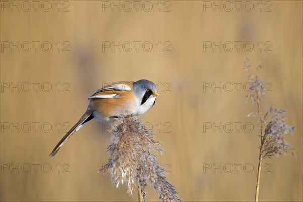 Bearded reedling