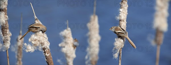 Bearded Reedlings