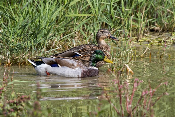 Mallard