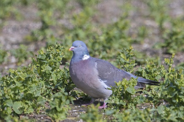 Common wood pigeon