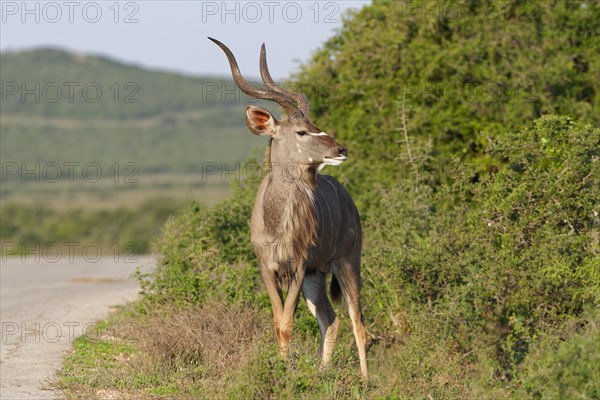 Greater kudu