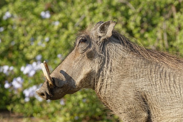 Common warthog