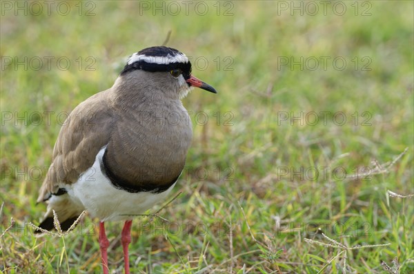 Crowned Lapwing