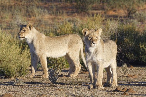 African lions