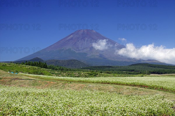Mount Fuji and buckwheat field Shizuoka Japan Asia