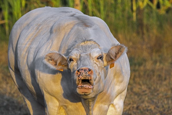 Close-up of white Charolais cow