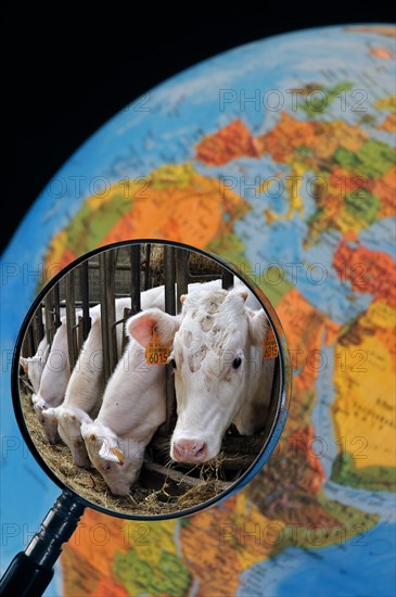 Cows in cattle breeder's cowshed seen through magnifying glass held against illuminated terrestrial globe