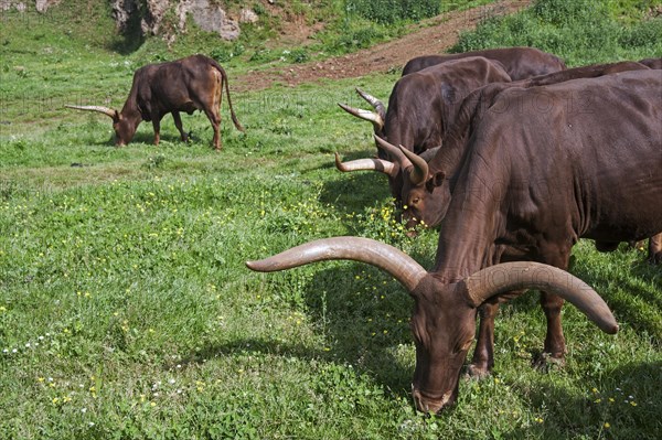 Watusi