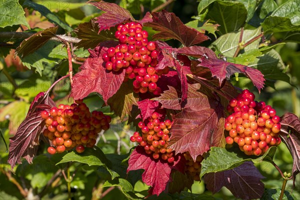 Guelder rose