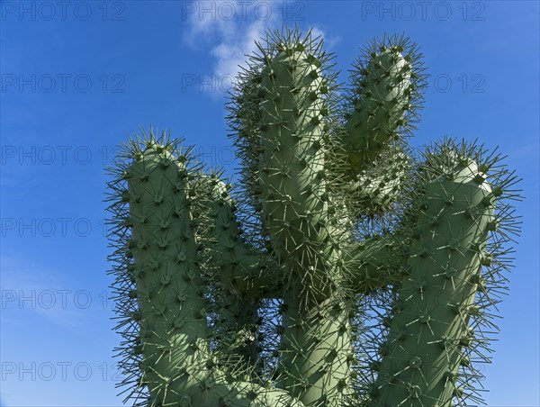 Artificial cactus at the entrance to the Jardin de Cactus
