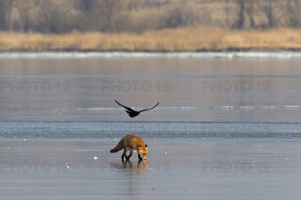 Black crow harassing Red fox