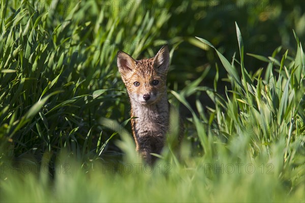 Red fox