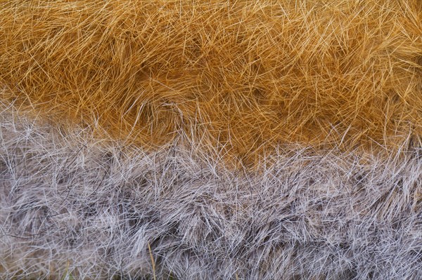 Red fox